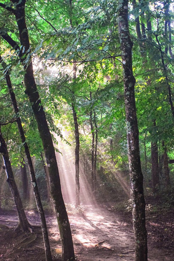 artzmaryann's tweet photo. “Forests and Woodlands”

@PositiveTwenty1 

#positive21 #theme #photography #naturelovers #NaturePhotography #artzydreams #forest #woods #woodlands #TwitterNatureCommunity #bokeh #light #sunlight #rays #raysofsun #beauty #landscapes #landscapephotography #bokehphotography https://t.co/IYZuXMEJo2