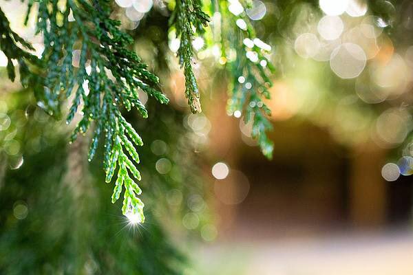 artzmaryann's tweet photo. “Forests and Woodlands”

@PositiveTwenty1 

#positive21 #theme #photography #naturelovers #NaturePhotography #artzydreams #forest #woods #woodlands #TwitterNatureCommunity #bokeh #light #sunlight #rays #raysofsun #beauty #landscapes #landscapephotography #bokehphotography https://t.co/IYZuXMEJo2