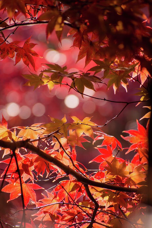 artzmaryann's tweet photo. “Forests and Woodlands”

@PositiveTwenty1 

#positive21 #theme #photography #naturelovers #NaturePhotography #artzydreams #forest #woods #woodlands #TwitterNatureCommunity #bokeh #light #sunlight #rays #raysofsun #beauty #landscapes #landscapephotography #bokehphotography https://t.co/IYZuXMEJo2