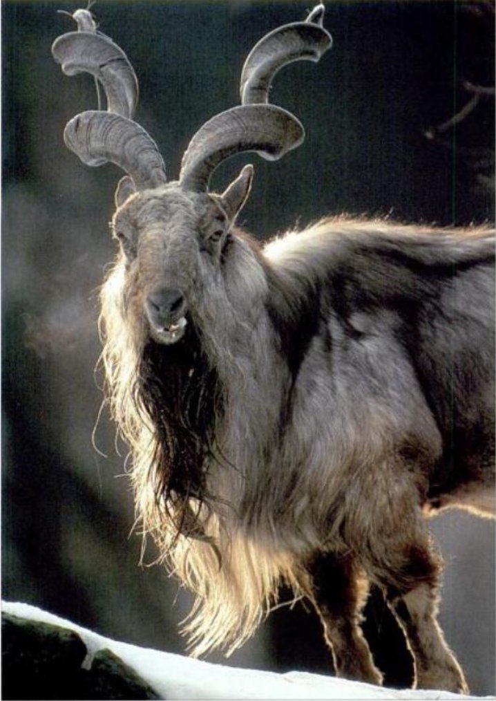 It is topped with the 4 small heads of Ibex goats (Left) surrounding the big central head of a Markhor goat (Right)