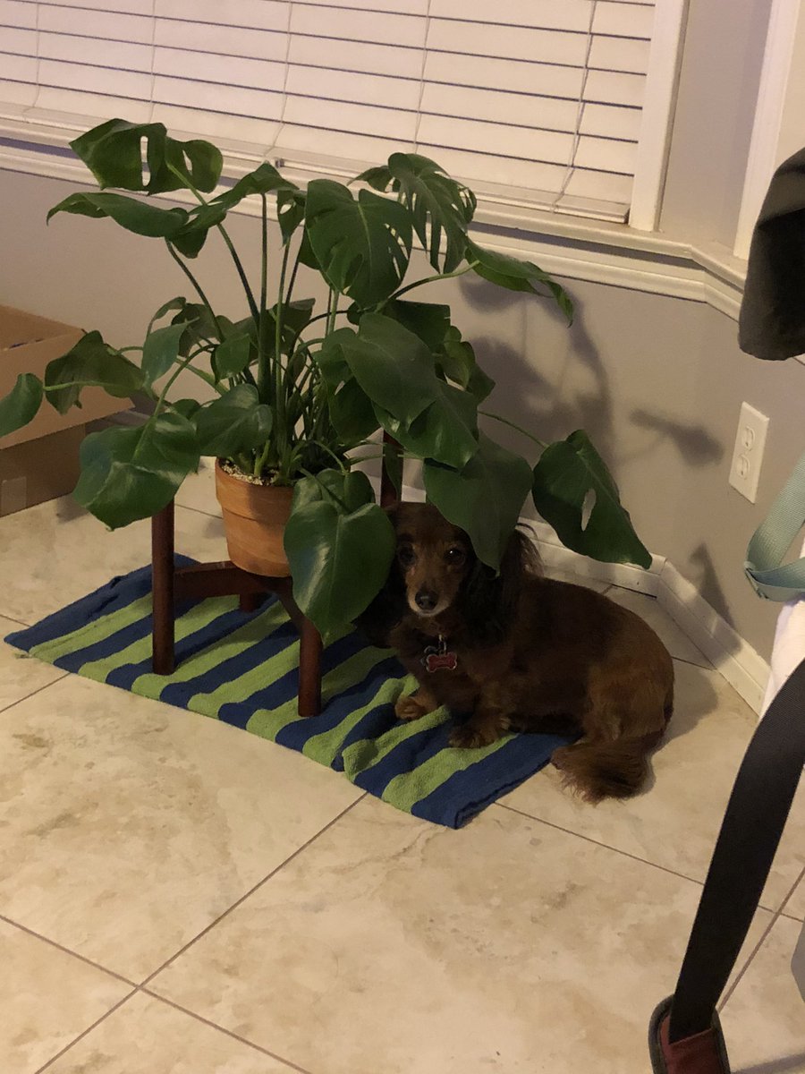 ReenBean1113's tweet photo. #Dachshunds is trending so here you go https://t.co/Wv9RUVnNip