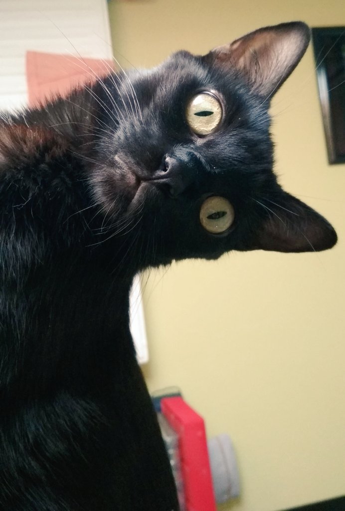 rincondeMelies's tweet photo. 📺🐱 ¿Pensabais que vuestro querido maestro de #CriticasFelinas os había abandonado? Pues no, pero me eché una siesta el 31/12 y resulta que he amanecido cuando mi humana veía #Train de #GideonRaff. Luego preguntaréis el porqué los humanos sois odiosos... Os explico en mi hilo 👇 https://t.co/dOTcgxvXpr