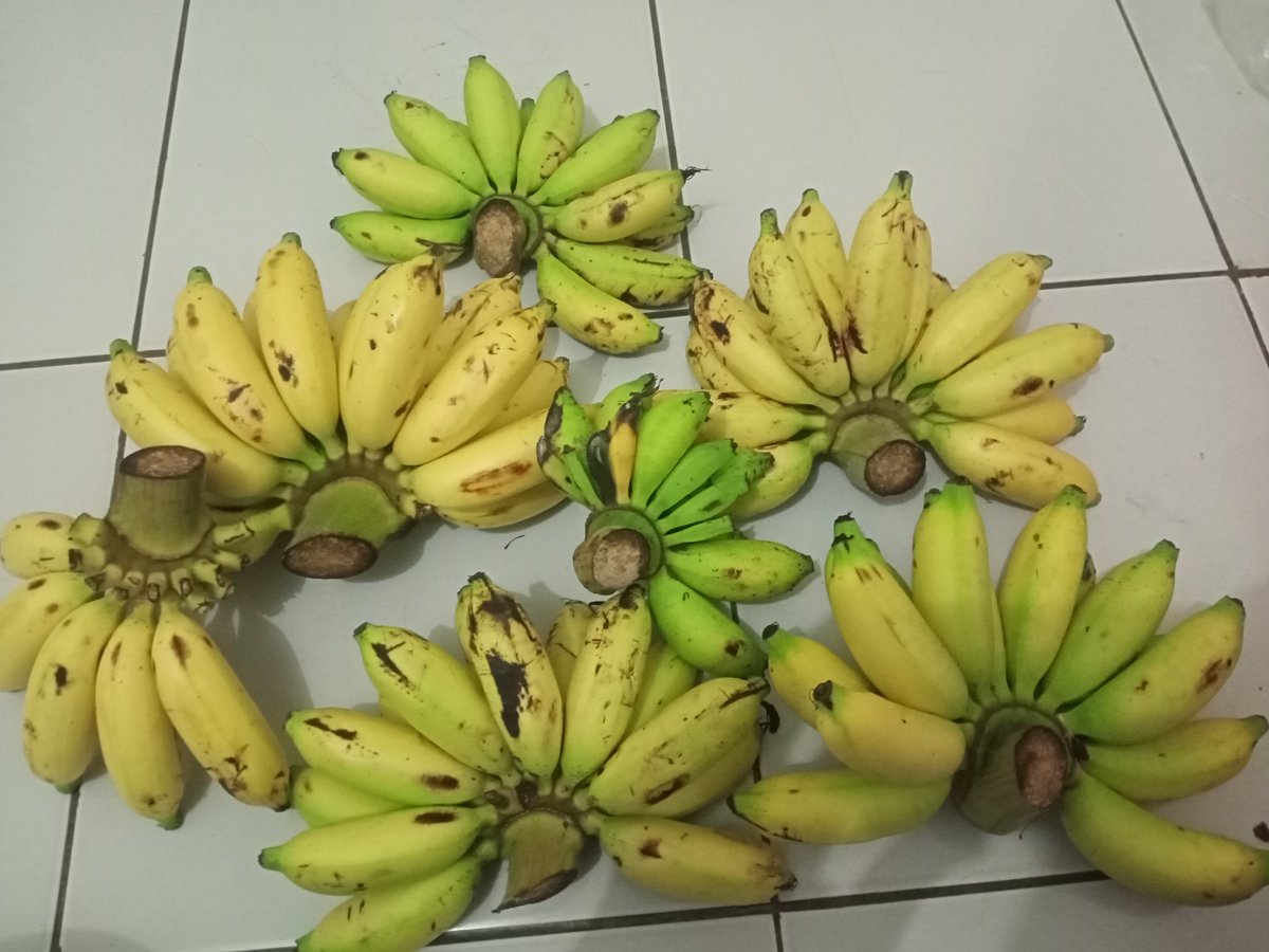 insinyur_HID's tweet photo. Kalo di Jawa , ini nama nya pisang Lampung .
Padahal mas beda banget , kalo pisang Lampung itu yg kecil kecil, nama nya pisang muli https://t.co/nM60GNVtuD