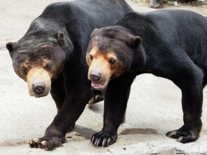 マレーグマのtwitterイラスト検索結果