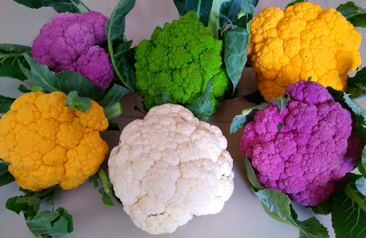 sensegood4color's tweet photo. #beautiful #colors of cauliflower!
#color in #nature
#photography #PhotoOfTheDay #photo

#color #measurement? #sensegood #spectrophotometer
Invite you to visit: https://t.co/IK6Da05CeB
#ColorMeasurement #ColorMeter #cielab #affordable #colortechnology #ColorMeasurementInstrument https://t.co/iUnHiEqCqD