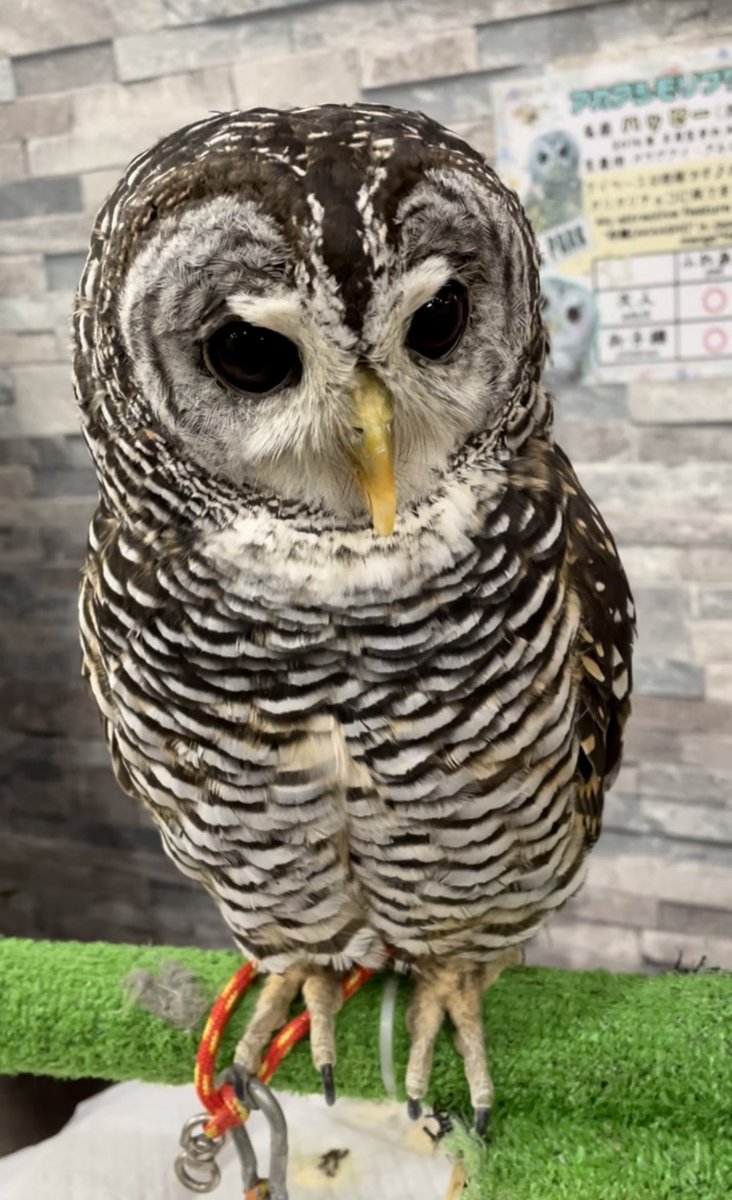 宴車 極彩的肉体ノ舞 念願のフクロウカフェに行ってきました 見渡す限り伊藤若冲の世界 丸っこい若冲がうじゃっ たまに細くなってるお方も カッコイイ あぁ ほしいなぁ リアル若冲 柔らか羽毛 手乗り 肩乗り まん丸お目目 バー