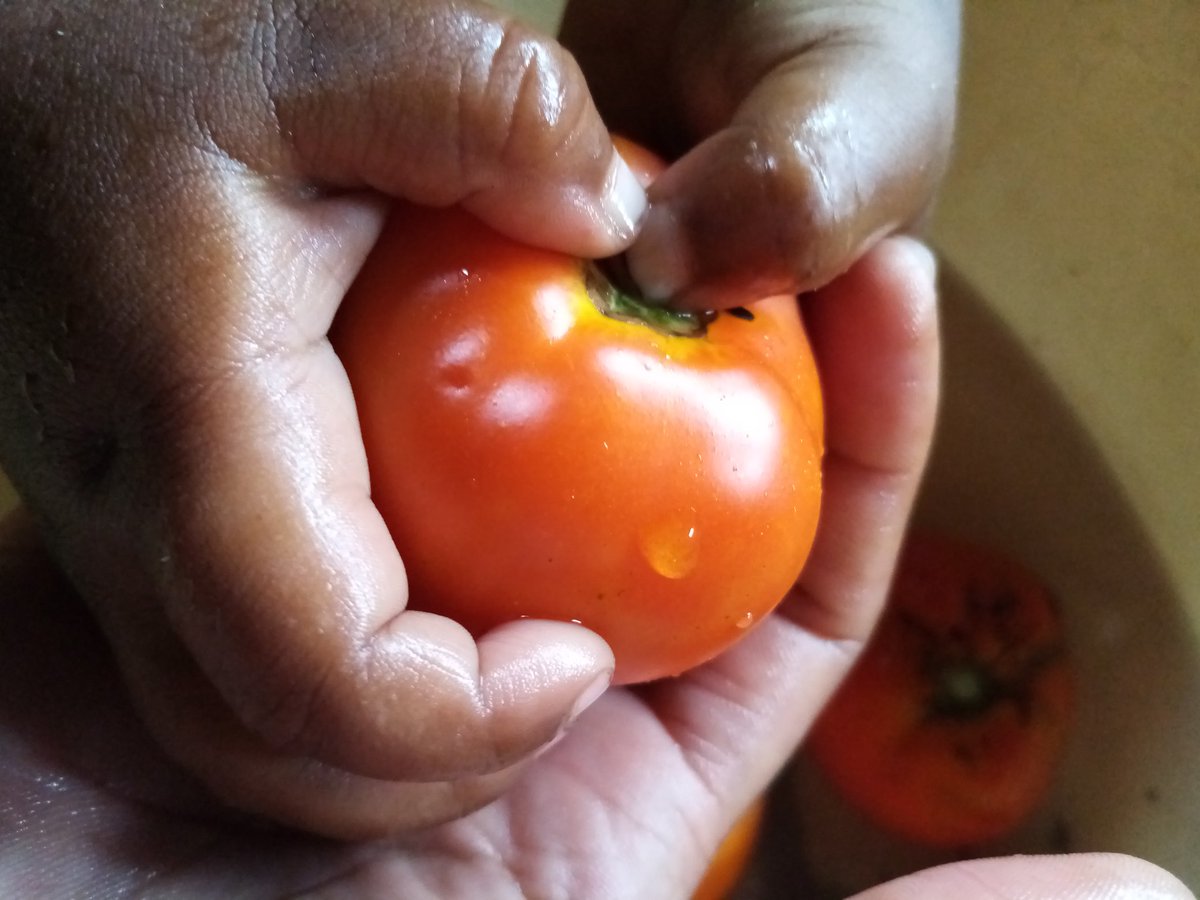Gebuel_Farm's tweet photo. Organic tomatoes 🍅 freshly harvested from the farm. 💚 #tomatoes #organic #fresh #sustainablefarming #yourfarm #passionaboutyourhealth #tinifarmer #gebuelfarm https://t.co/ObWViNpXdT