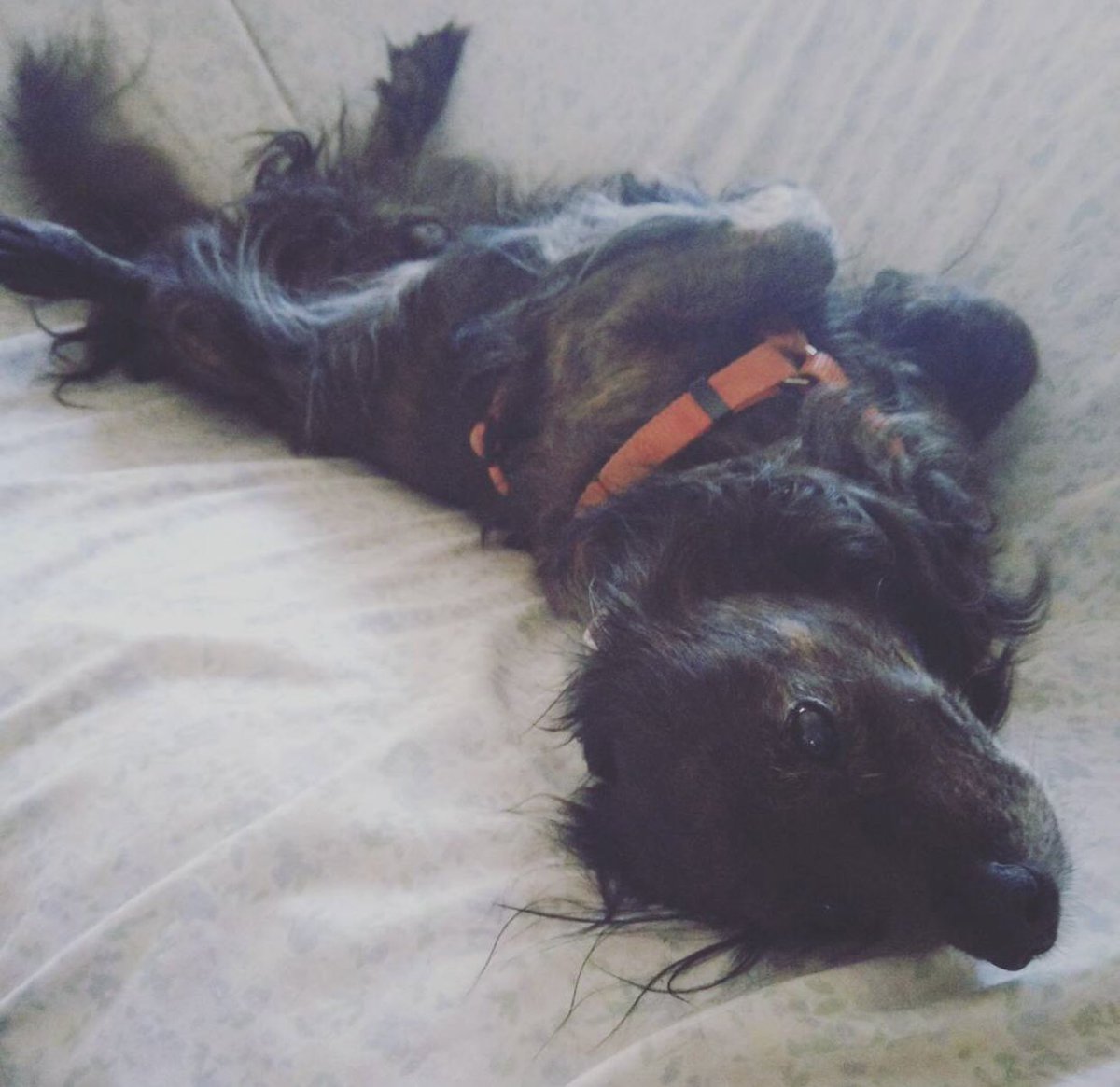 Our dachshund, Koko, RIP, was very sweet, playful and never snapped at their owners. Always ready to lick you, but he was a fierce guard dog. #Dachshunds