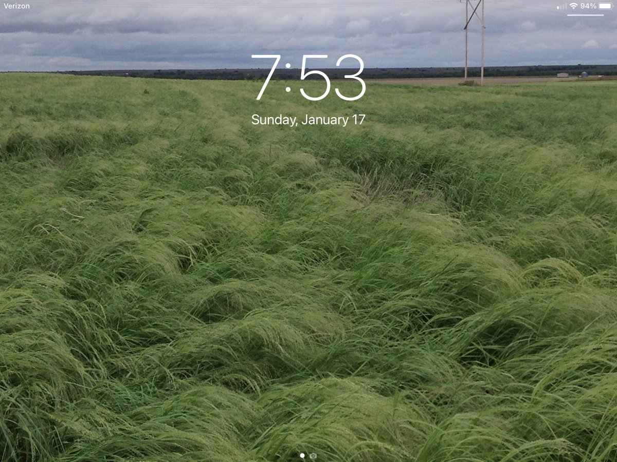 DougPalen's tweet photo. @LassMike Teff grass production in Kansas https://t.co/cAaZfmyOt7