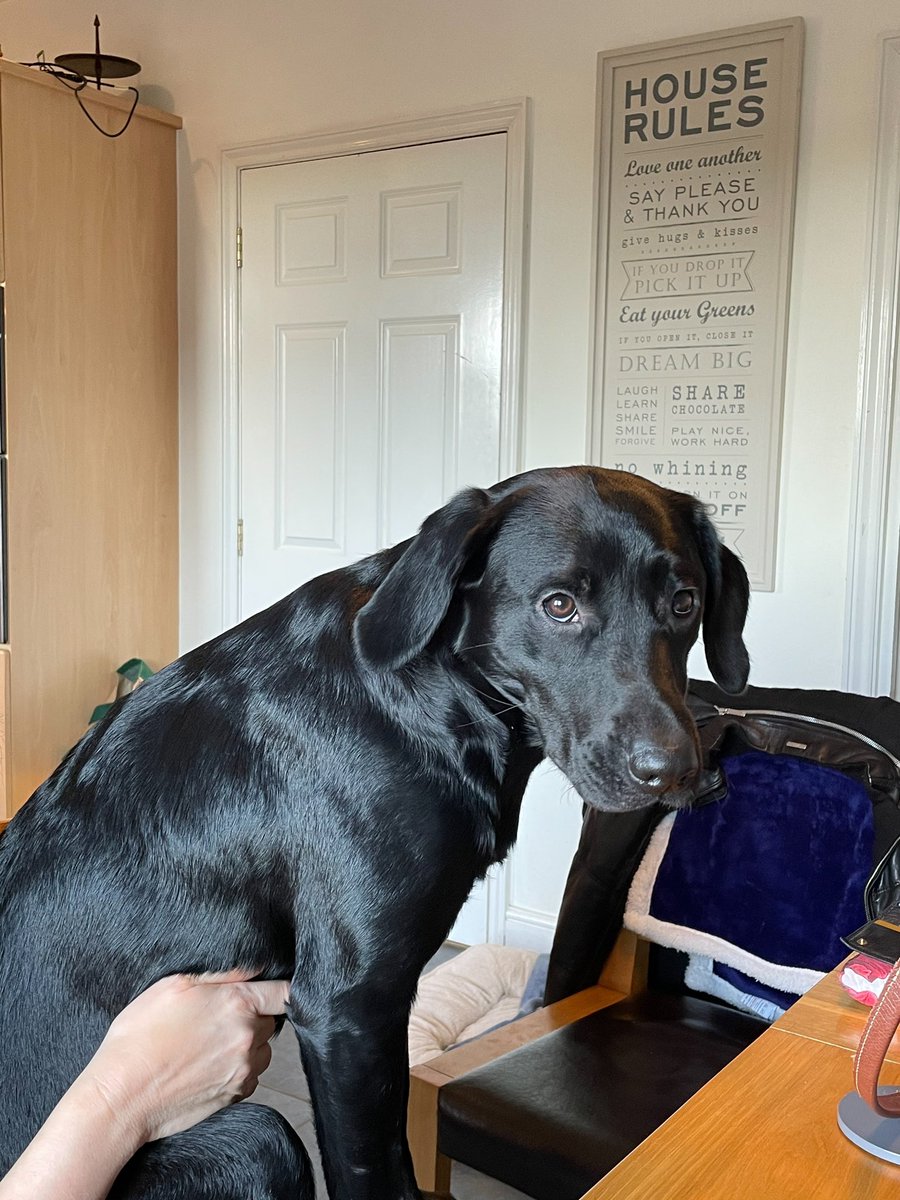TRealityCzech's tweet photo. Never too big for lap cuddles. #LockdownTherapy https://t.co/mQokThTBvn