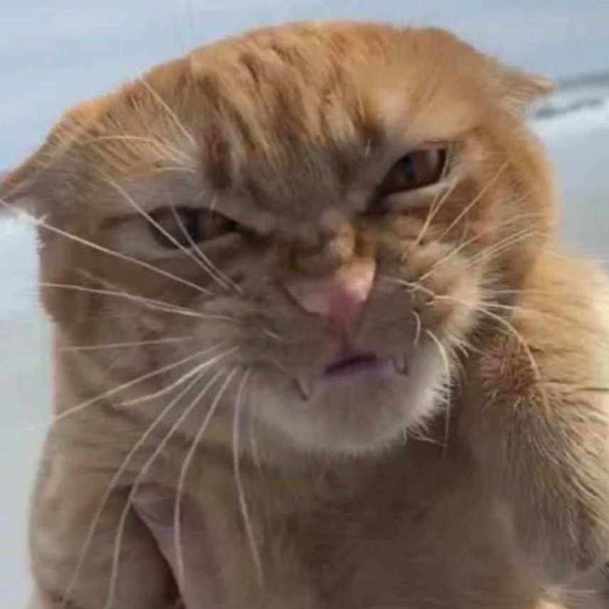 General Hux as cats (@huxascats) on Twitter photo 