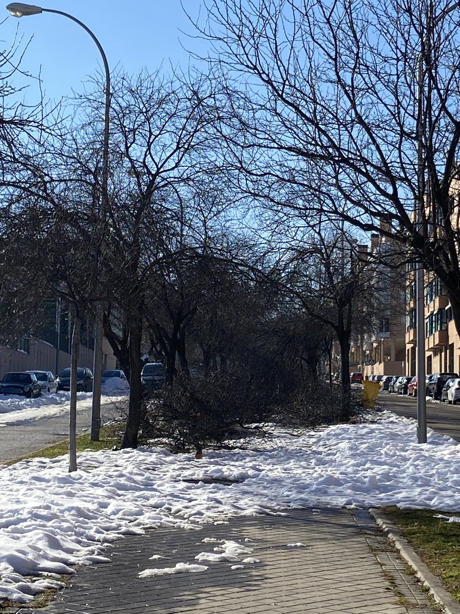 AnnLive's tweet photo. @Lineamadrid avda prunos 28042, boulevard, lleno de ramas y árboles caídos , no se puede pasar... https://t.co/mRe5NKviXG