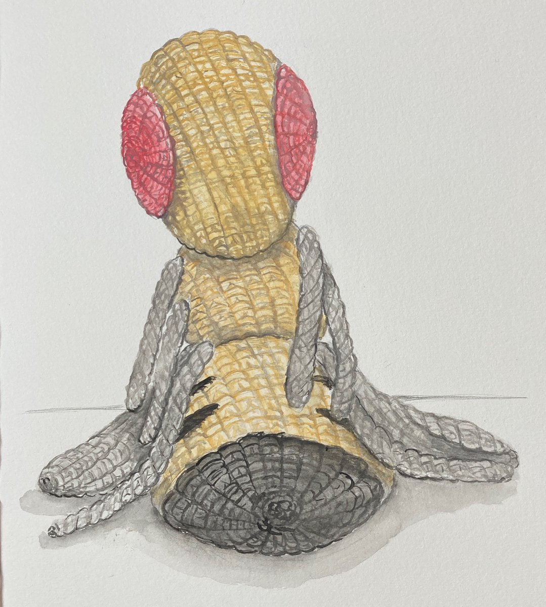 DaniedmundsDani's tweet photo. Ok I think I’ve potentially painted the cutest fruit fly pic ever!
#fruitfly #fly #drosophila #drosophilamelanogaster #science #biology #crochet #scienceart #sciencecrochet #insects #entomologyart #cute #crochetanimals #painting #art #scicomm #FruitFlyArt https://t.co/UBgxBV7erV