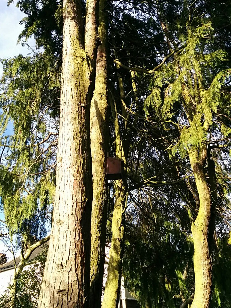 AlisonJArcher's tweet image. Today's 5-park walk: Arnos, Michenden, Grovelands, Conway, Broomfield. Look UP to 800-year-old oak. Wateriness. #lockdownwalks #stayinglocal #mixitup #eminenttrees #EnfieldParks #Londonlockdown #NationalParkCity @LondonNPC
