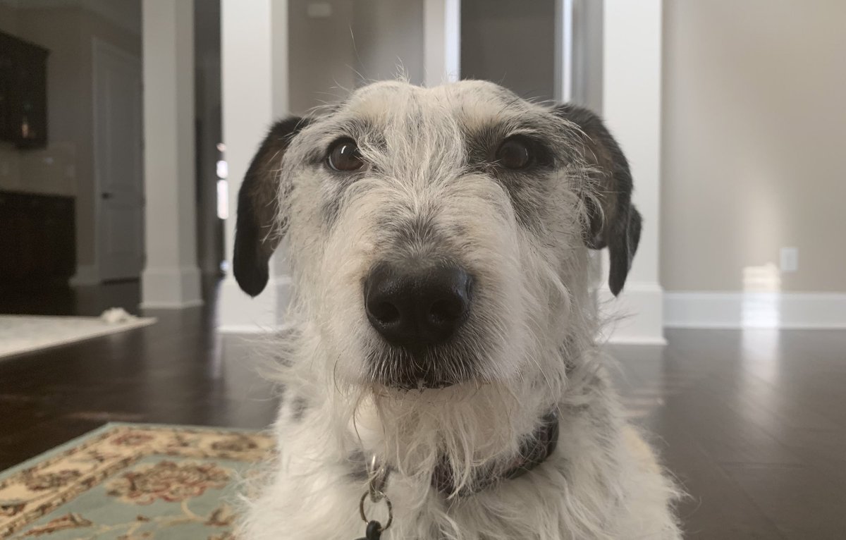 Momma told me I’m not da boss... 🙄

After a long discussion, she confirms dat I am, in fact, da boss! 🥰❤️😂
#dogsoftwitter #pennylane #boss