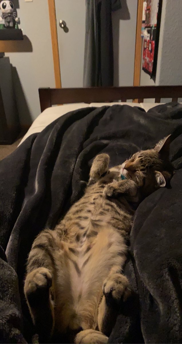 it_gets_worse's tweet photo. Such a mood #catlady #iwannasleepthatwell https://t.co/da417Hoibi