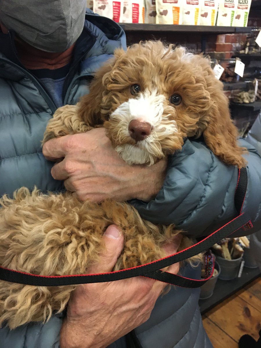 fetchportland's tweet photo. Any one else get carried away this weekend? 🐶 #thefishandbone #portlandmaine #puppy #portlandoldport #portlanddowntown https://t.co/9mYkXxoI8D