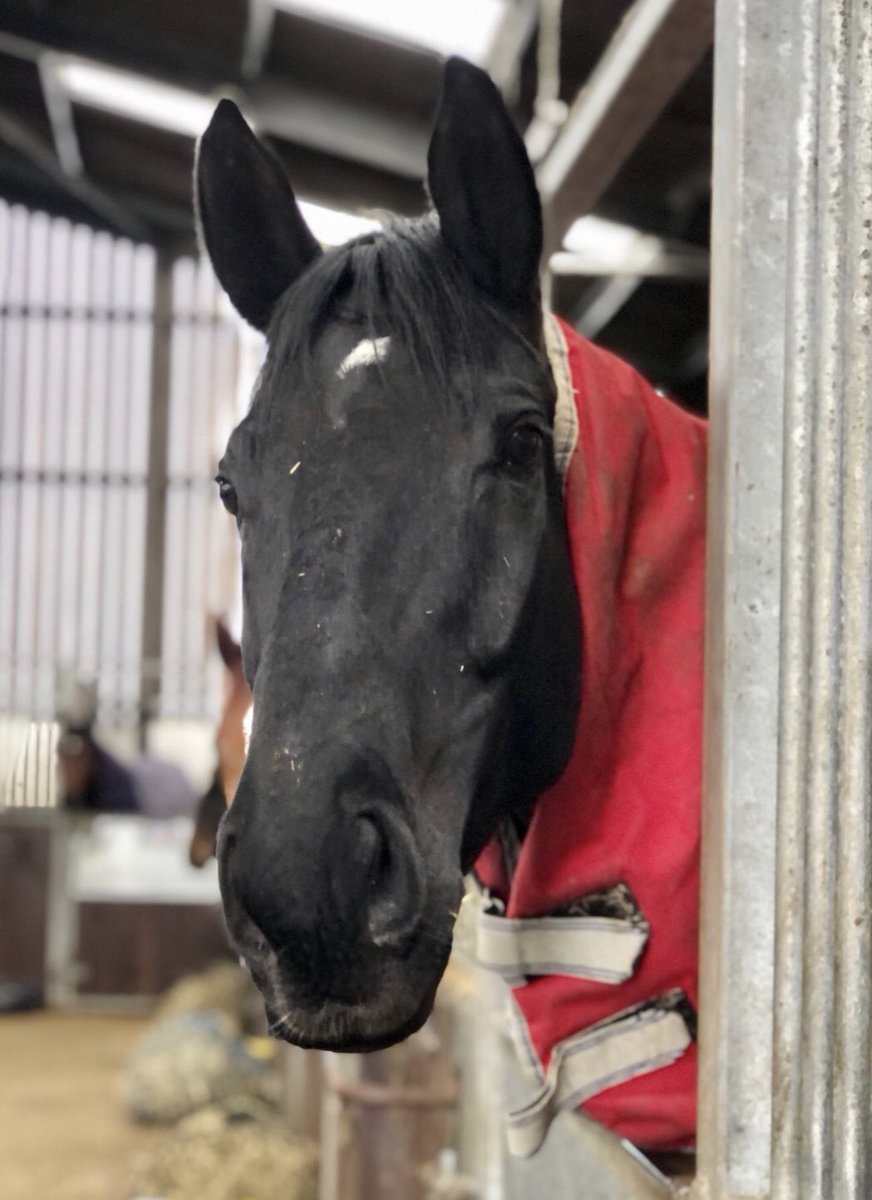 RacingRedcap's tweet photo. Thankyou Pippa @PhilKirbyRacing for sending pics of Coco, Abington Park enjoying his mini break while the ground is so desperate, shares available in this well handicapped horse @RacingRedcap https://t.co/UPagq2AOUb