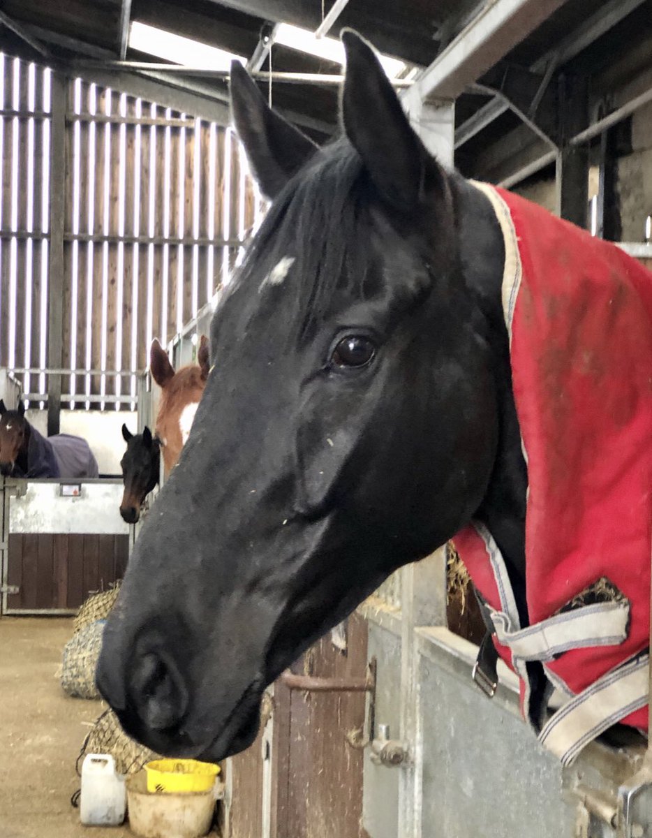 RacingRedcap's tweet photo. Thankyou Pippa @PhilKirbyRacing for sending pics of Coco, Abington Park enjoying his mini break while the ground is so desperate, shares available in this well handicapped horse @RacingRedcap https://t.co/UPagq2AOUb