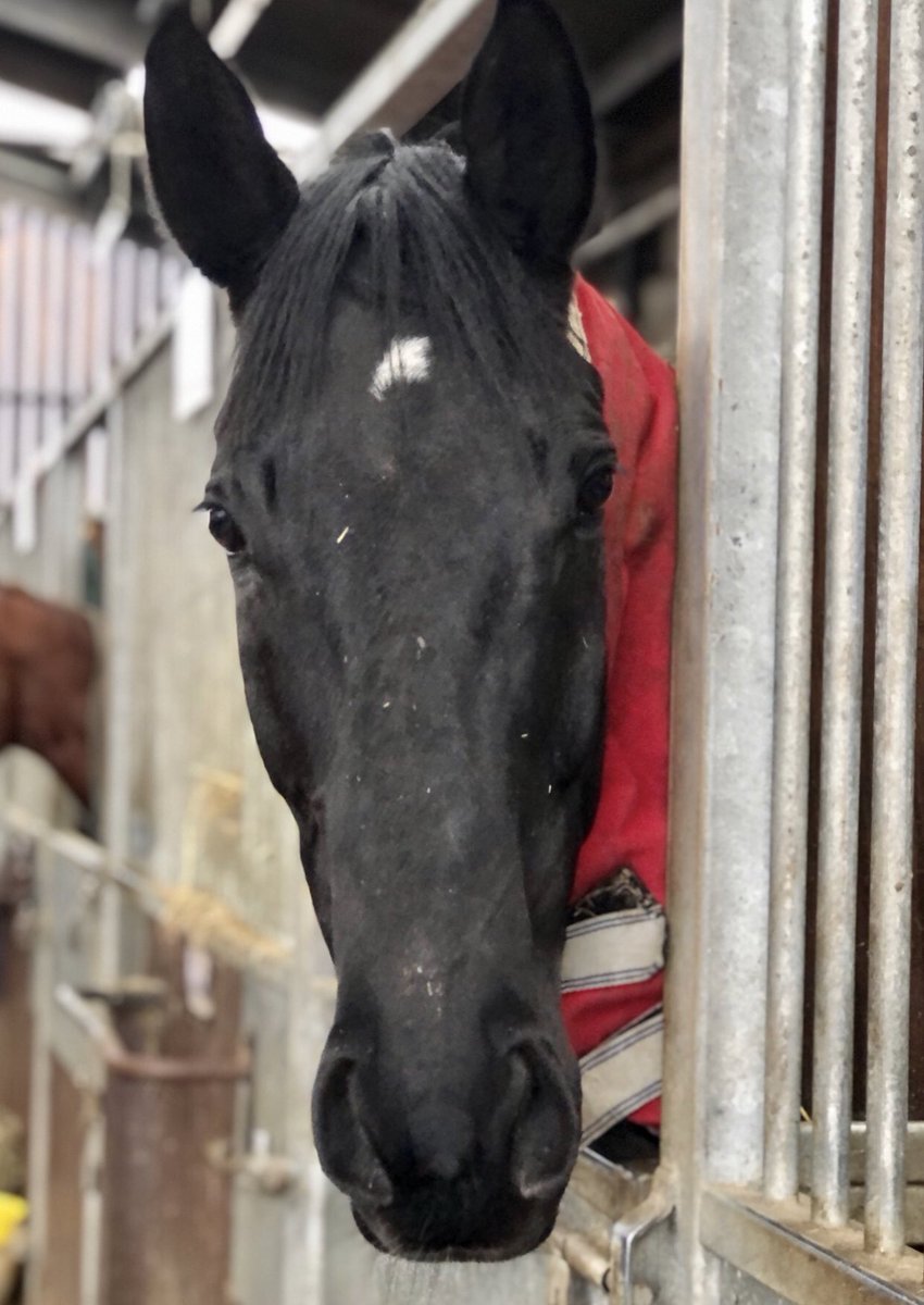 RacingRedcap's tweet photo. Thankyou Pippa @PhilKirbyRacing for sending pics of Coco, Abington Park enjoying his mini break while the ground is so desperate, shares available in this well handicapped horse @RacingRedcap https://t.co/UPagq2AOUb