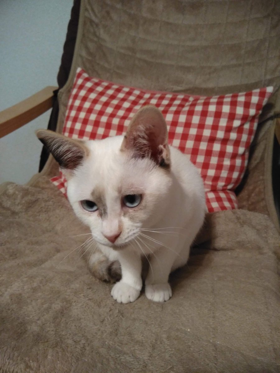 シャムネコ図鑑 三毛シャム キジ三毛シャム 黒三毛シャム Min T ミント