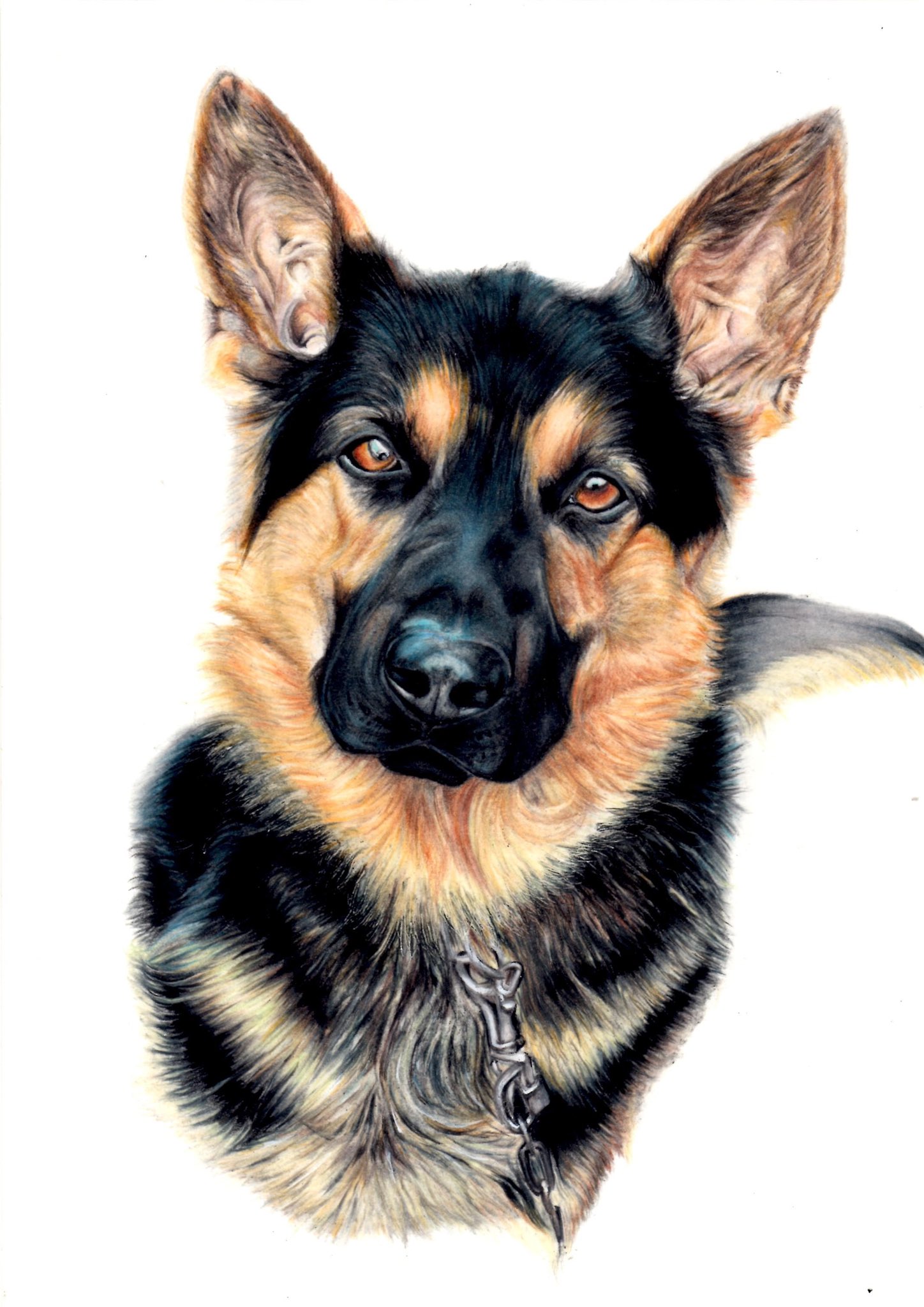 Ribitfarkerland シェパード 犬 動物 色鉛筆 イラスト 依頼 絵 オーダー オーダー作品 T Co Bm3nwwb3xu Twitter