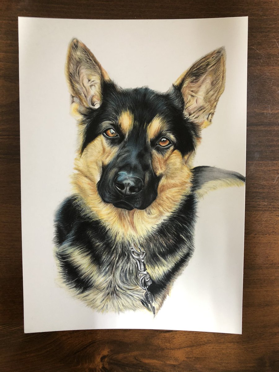 Ribitfarkerdance シェパード 犬 動物 色鉛筆 イラスト 依頼 絵 オーダー オーダー作品 Ribitfarkerdance シェパード 犬 動物 色鉛筆 イラスト 依頼 絵 オーダー オーダー作品