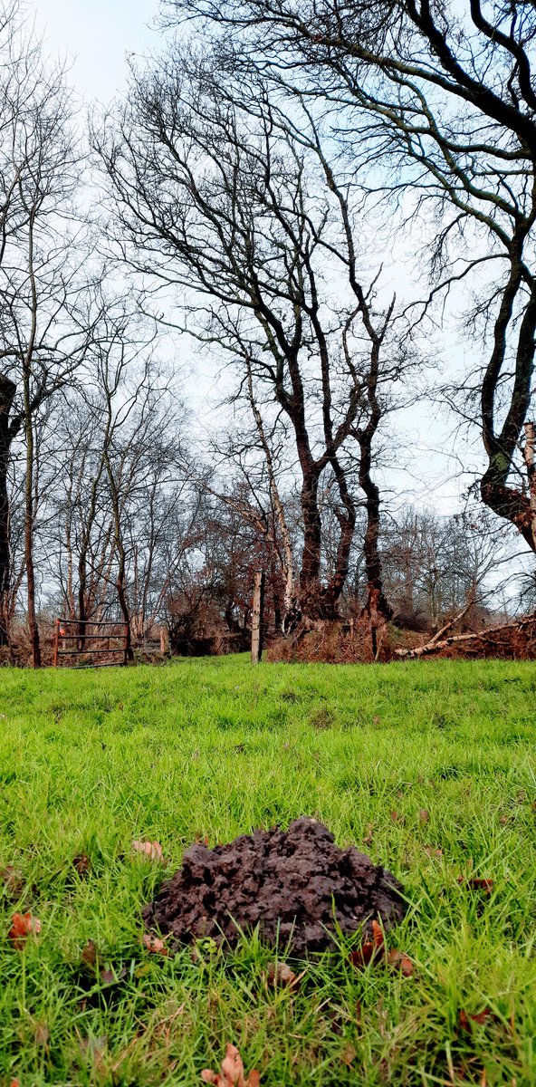 Ek hope yn de #NoardlikeFryskeWâlden
<a href="/stefanokeizers/">Stefano Keizers</a>