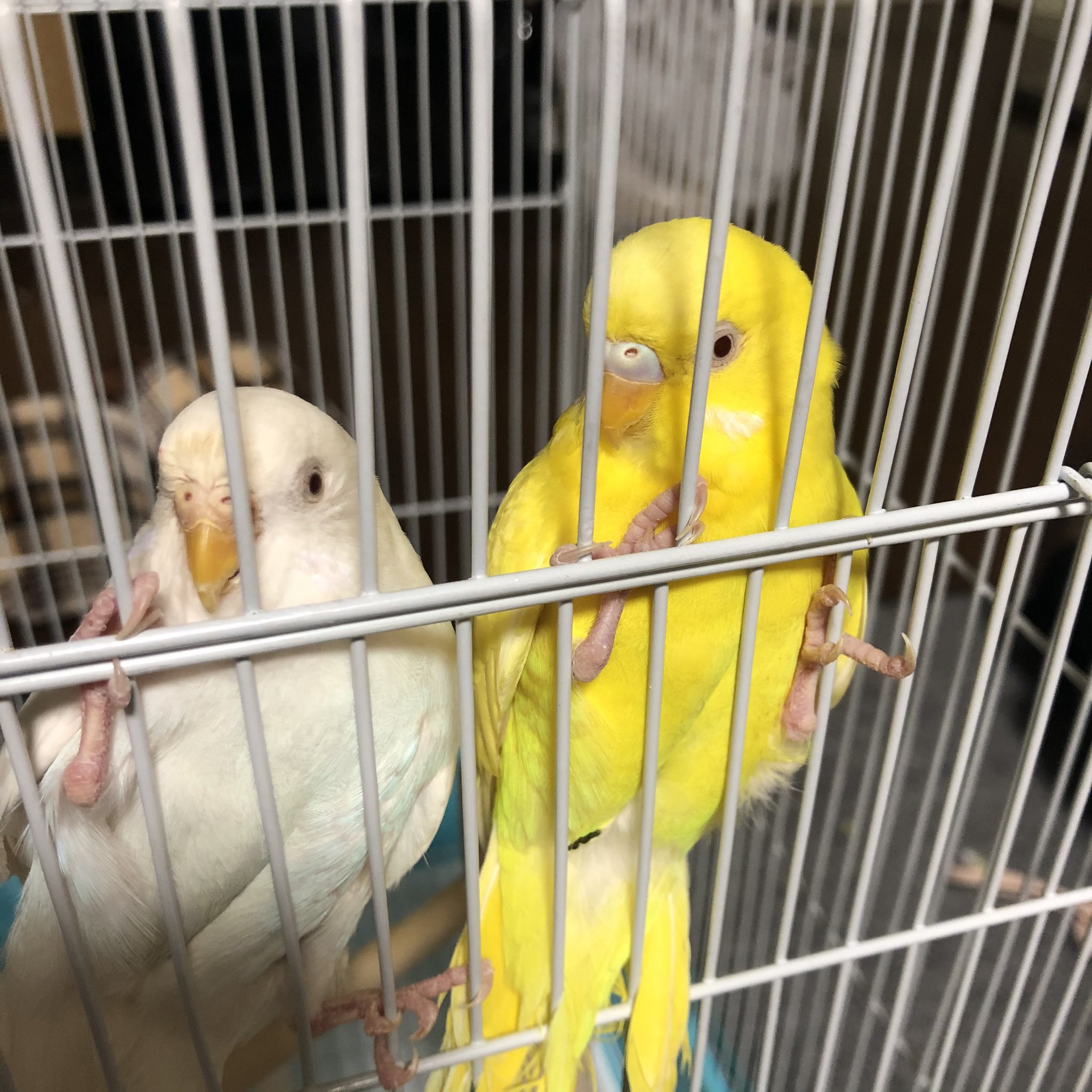 インコ里親募集 Twitter Search Twitter