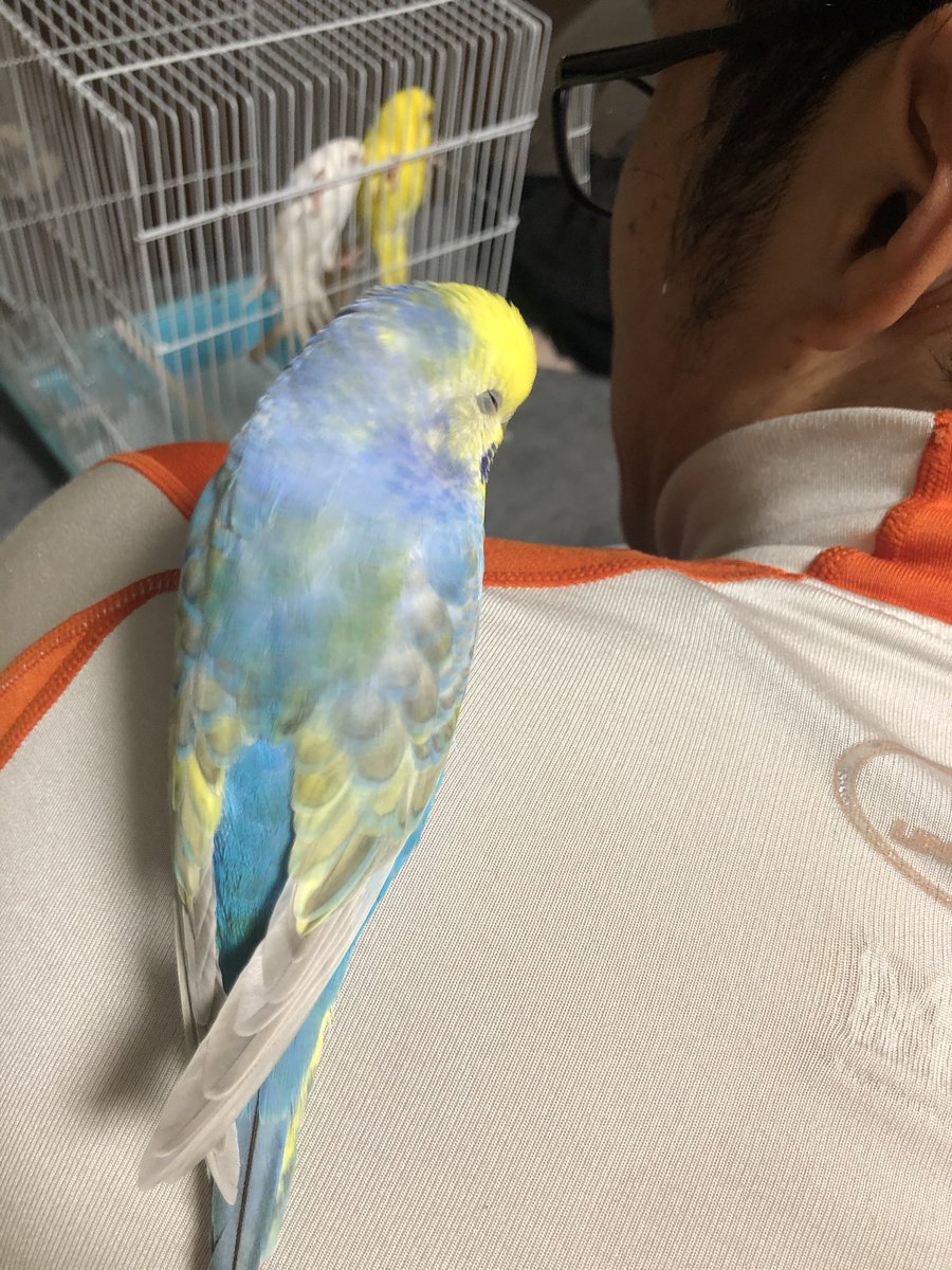 インコ里親募集