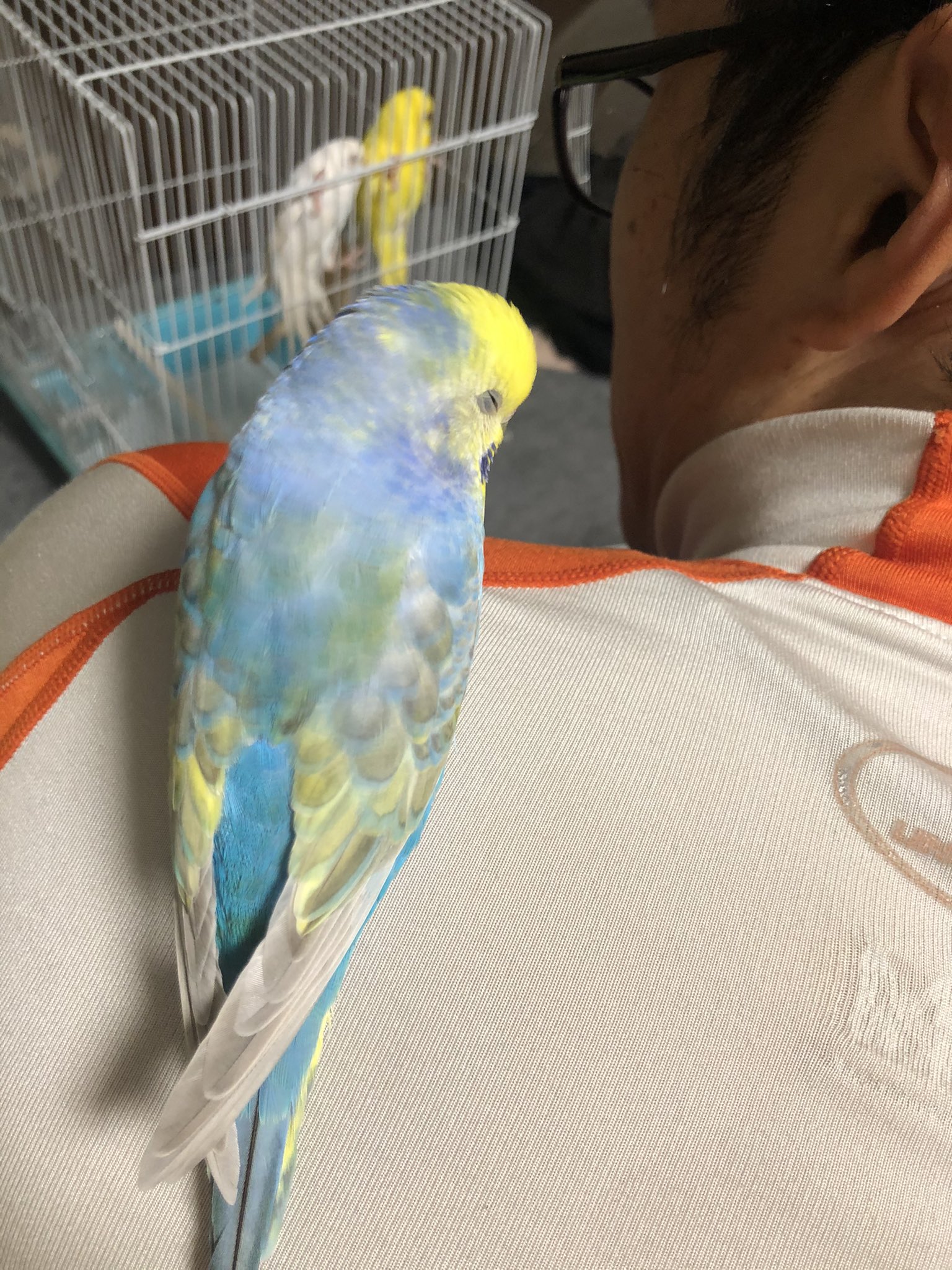 インコ里親募集 Twitter Search Twitter