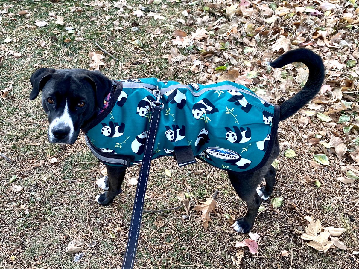 emharvadaptive's tweet photo. @KylieBearseWX @9NEWS This is Panda (in her panda blanket). She’s a lab/chow/pit mix who loves to run, walk, and hike with her humans. 🥰 https://t.co/283z4zg2TI