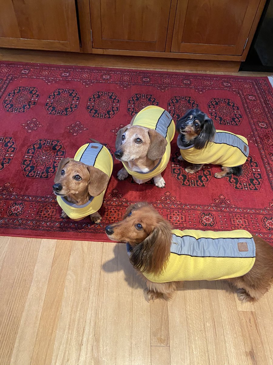 ameliaandarthur's tweet photo. Heard  #Dachshunds was trending. Yes, dachshunds are the original land sharks. Bite/bark first, question later. Meet mine- Angelica(14), Arnie(11),Amelia(9) and Arthur(81/2). My loves❤️ https://t.co/hpMYAgV3jG
