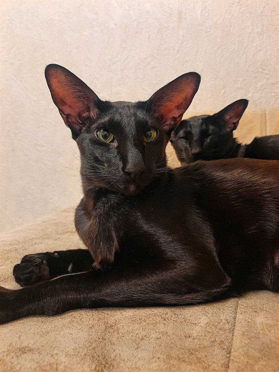 Кото пёс