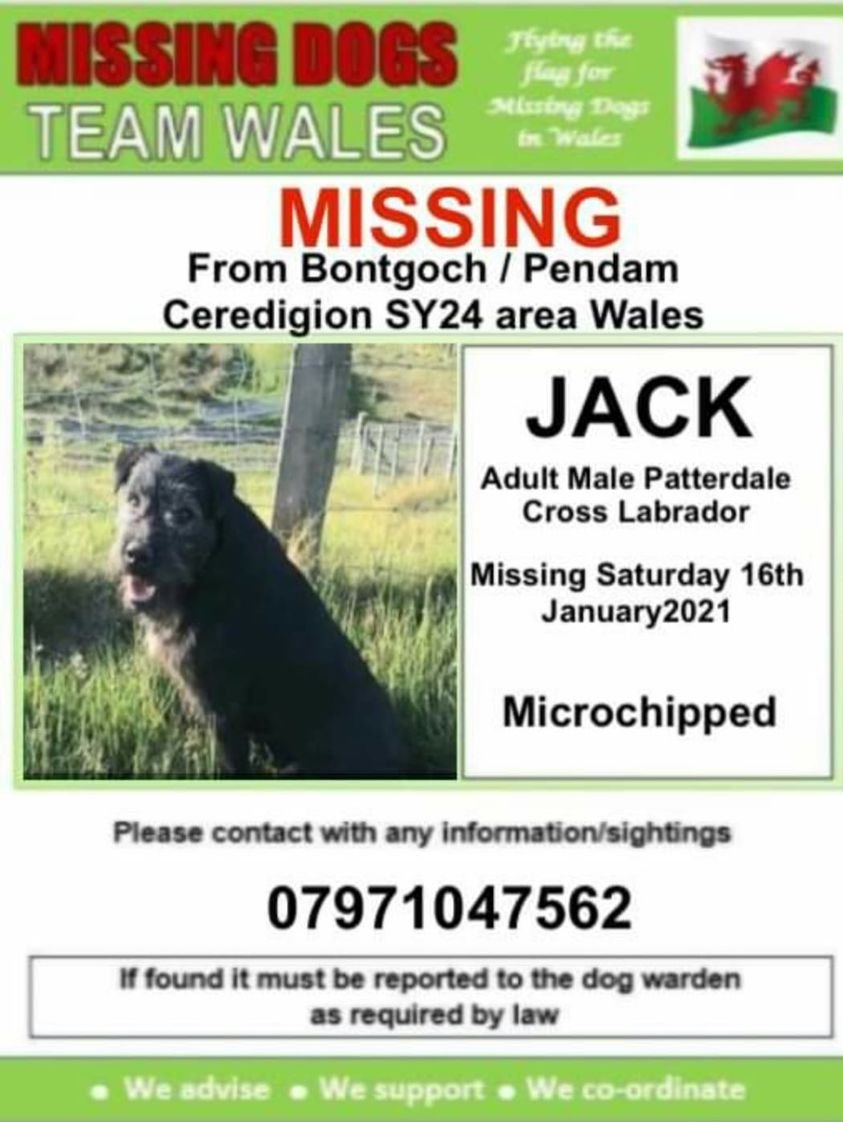 gelert01's tweet photo. #Jack missing 16/01/2021 #Bontgoch #Pendam #Ceredigion #SY24 area #Wales #Chipped @rosiedoc666 @RachaelB100 @RadioCeredigion @visitceredigion @ElinCeredigion @mark4ceredigion @CeredigionRPU @UrddCeredigion @CeredigionActif @CeredigionB @CeredigionCraft @CeredigionJones https://t.co/3eJr1KTRYF