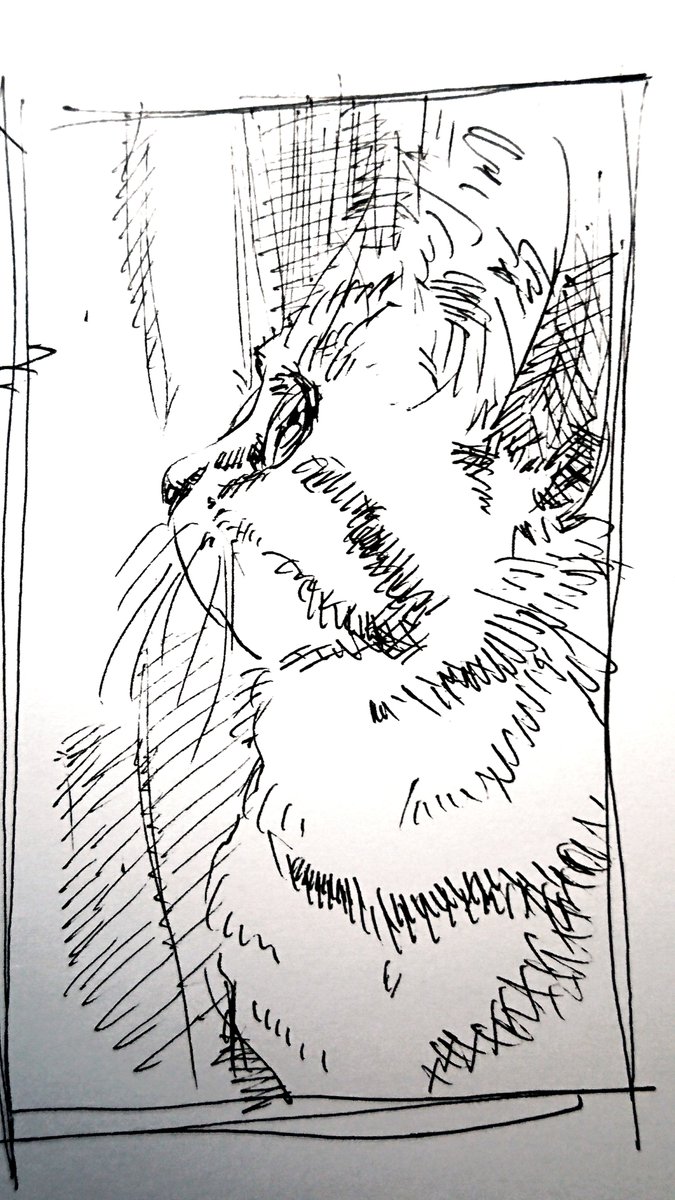 @cat_56chan スケッチしてみました(*・ω・) 