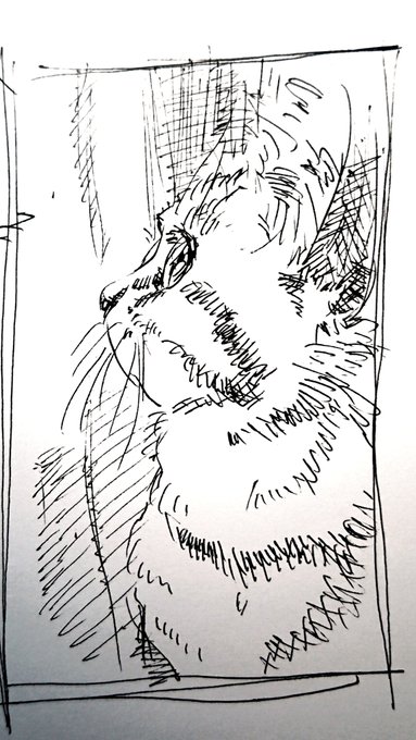 @cat_56chan スケッチしてみました(*・ω・) 