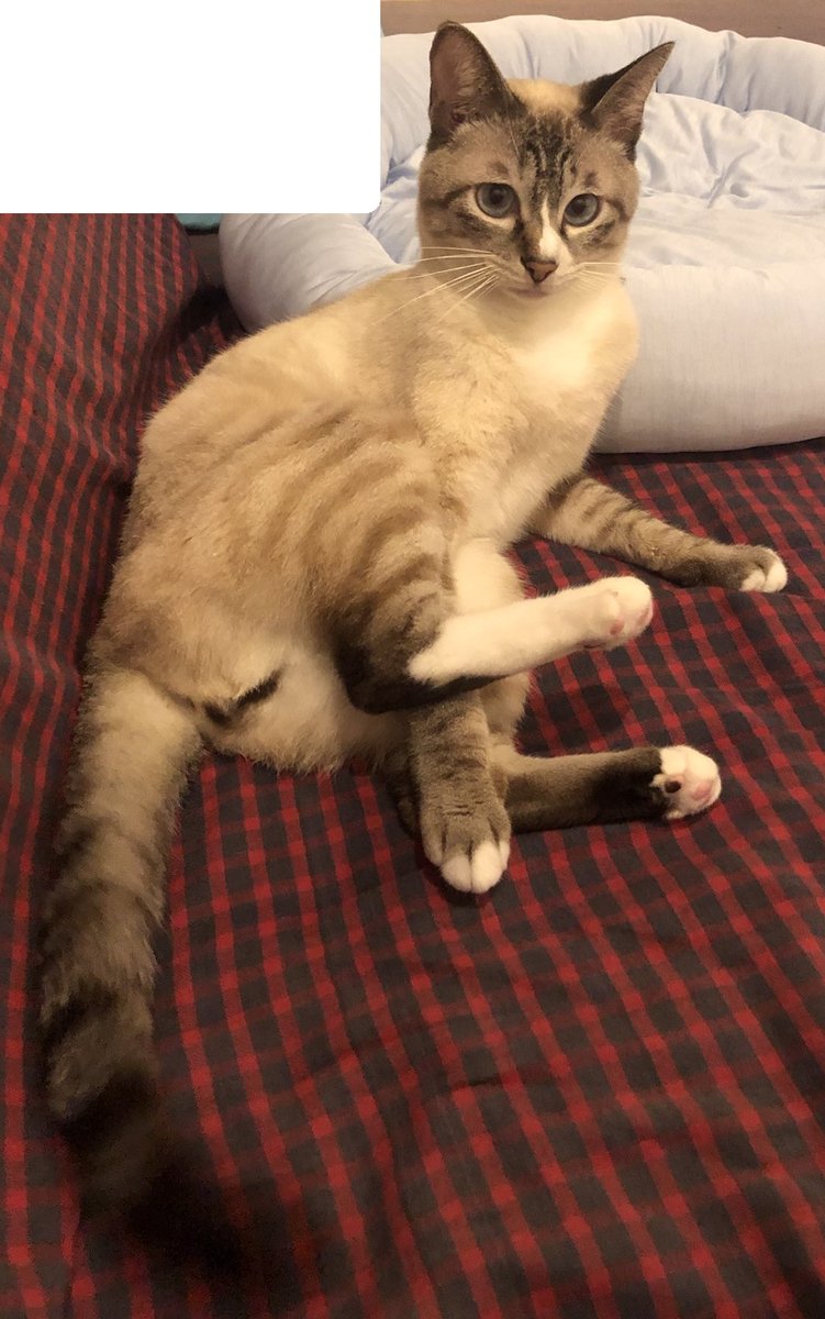 シャムネコ図鑑 トラシャム 白ブチ キジ白シャム Min T ミント