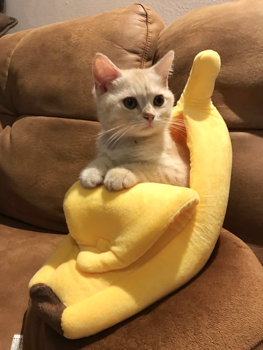 •. 🌥🐱ꔛ🍌^ °˖