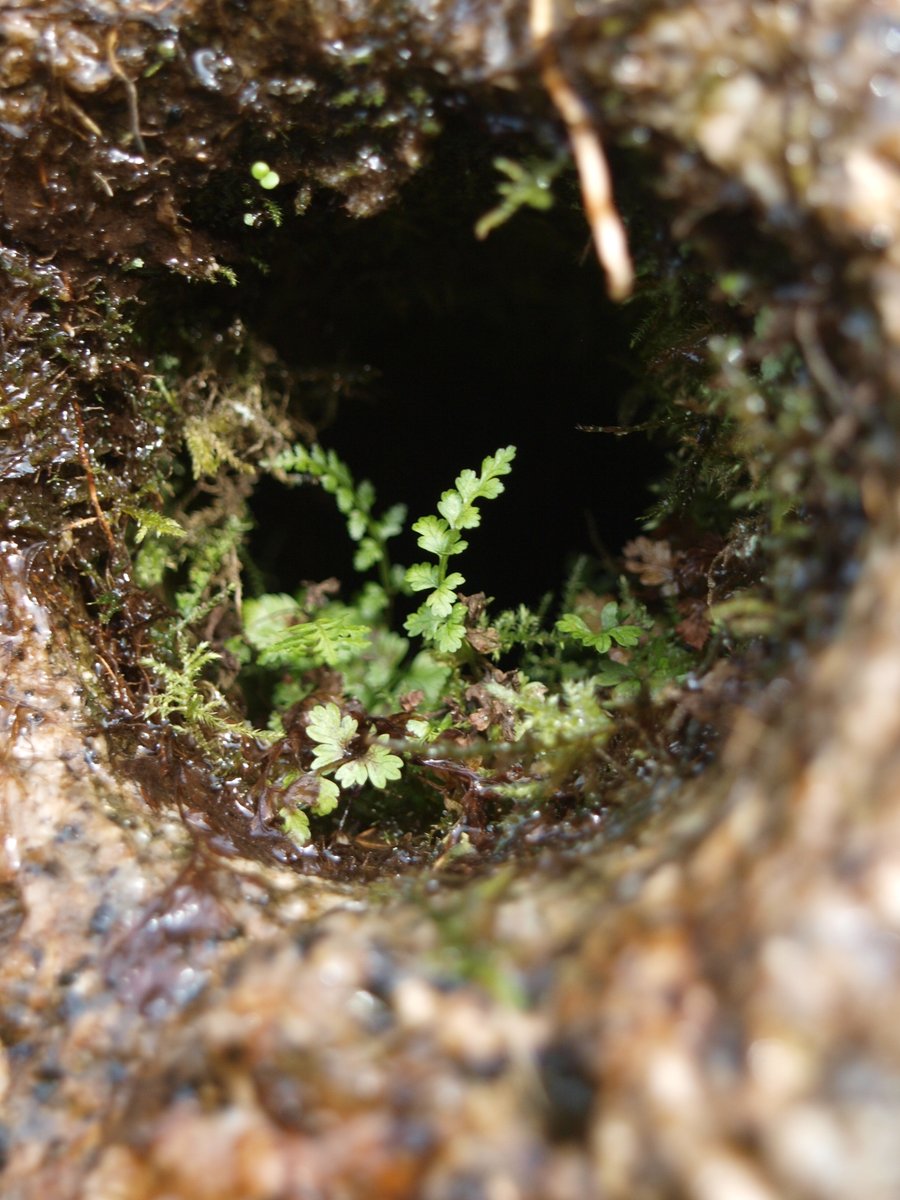 BobMehen's tweet photo. I love these old drill core tests in Holman's Quarry near the top of Carn Marth. They are increasingly home to tiny fern gardens #ferns #Cornwall #CarnMarth https://t.co/DaNuc30rnI