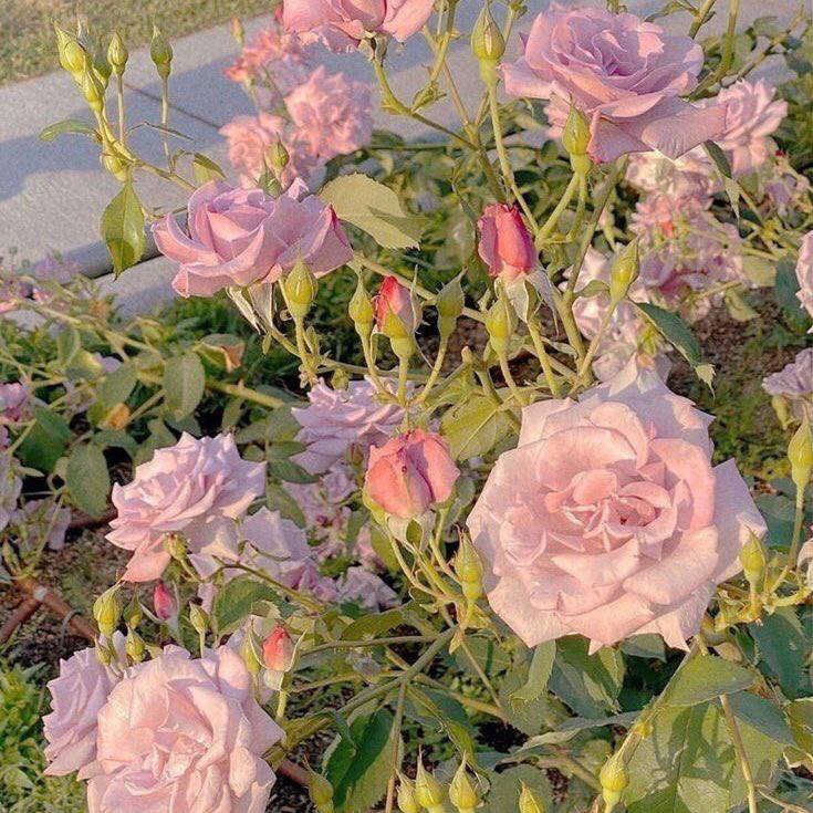GADwo's tweet photo. “لا تربطوا أحلامكم بالسنوات، كونوا على ثقة أن ما سيأتيكم ليس مُرتبط بسنة أو بيوم؛ تجهّزوا للمفاجآت والتحولات دائماً 🌸💜.” https://t.co/IjziJcAnlL