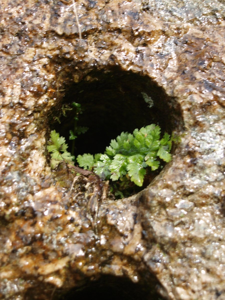 BobMehen's tweet photo. I love these old drill core tests in Holman's Quarry near the top of Carn Marth. They are increasingly home to tiny fern gardens #ferns #Cornwall #CarnMarth https://t.co/DaNuc30rnI