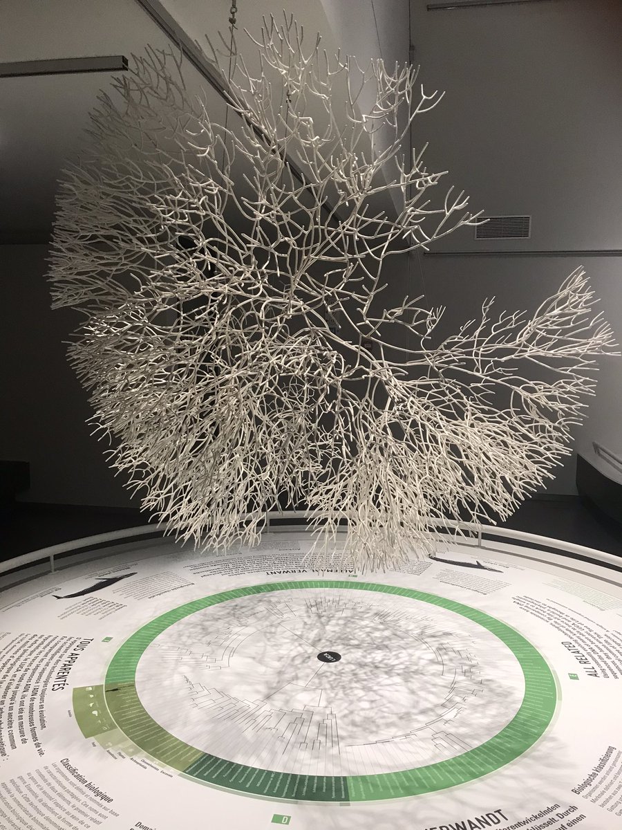 Say hello to grandpa #LUCA #phylogenetictree at @RBINSmuseum