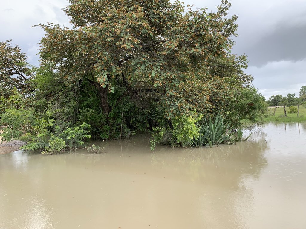 6. Picture taken near Bika School, Buhera, showing the good rains received in the area!