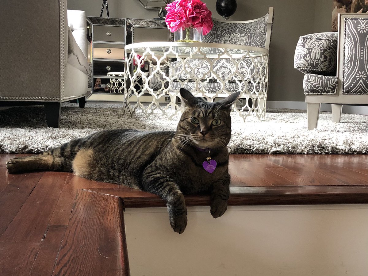 stacy_cabrera's tweet photo. #catsjudgingkellyanne isn’t she gone yet. Josies had enough https://t.co/G0Kmbp2PRe