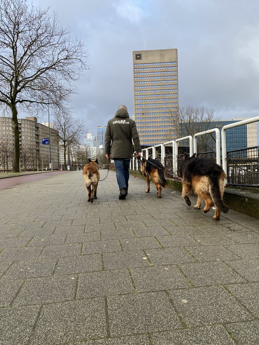 roffadogs's tweet photo. Walking my shepherds in Rotterdam.

Boris, Jeltsin &amp; Paco

#rotterdam @rotterdam @rotterdamcen #rotterdamcentraalstation #roffa #dogsofrotterdam #rotterdamcity #roffadogs #gsd #malinois https://t.co/AQHKIT3zWM