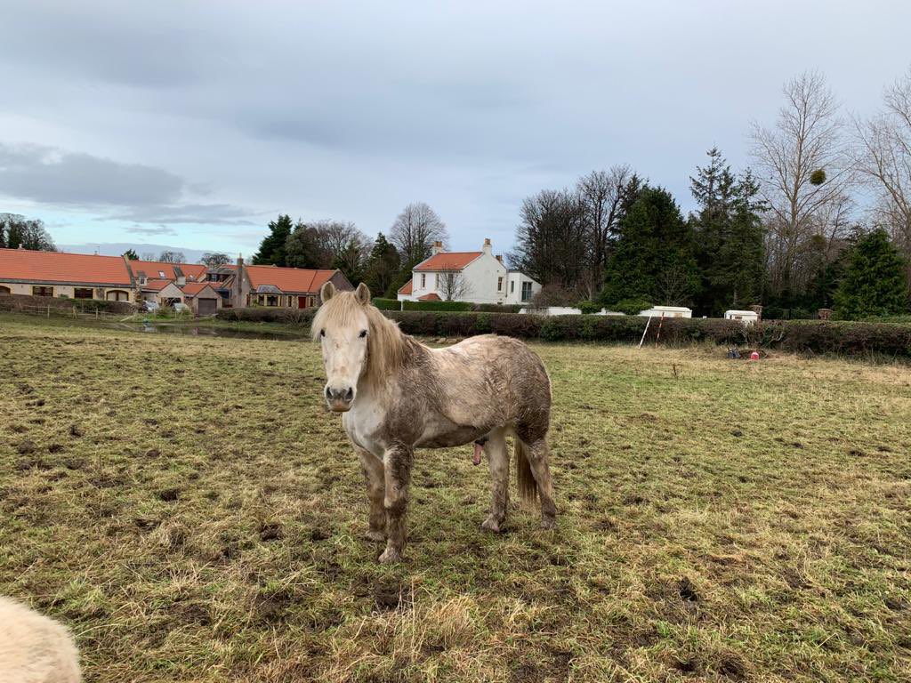 CarolineBaci's tweet photo. Love my grey pony... he treated himself to a mud bath... he is slightly annoyed he couldnโt reach his face tho ๐คฌ๐คฌ๐คฌ #highlandpony #dontbuyagrey #needsabath #mud https://t.co/cNa12rXUF2