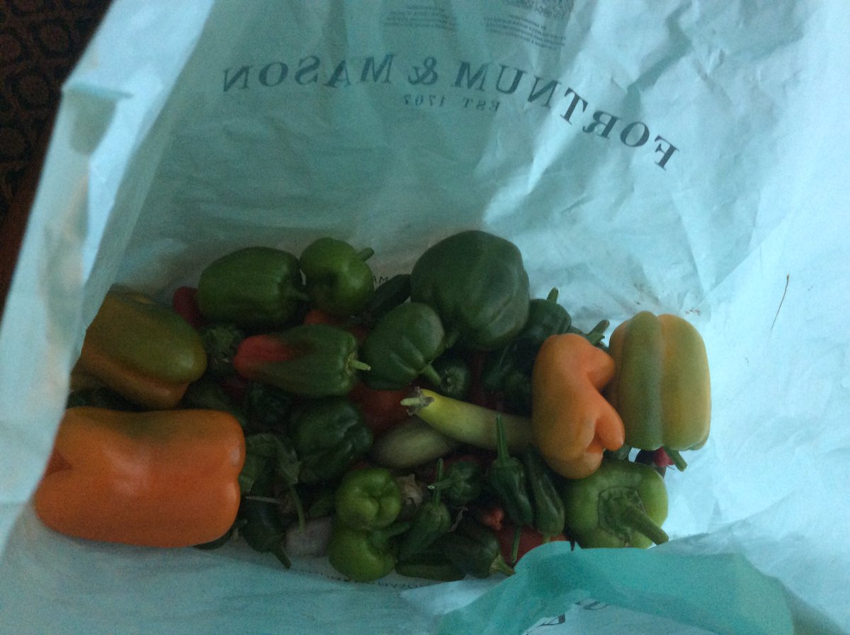 ClimpingCottage's tweet photo. I’m amazed at how many padrons, big peppers, chillis and aubergines that are still being harvested from the insulated potting shed. It did go down to minus 3 at one point, but they seem to be surviving. #growyourown #foodsteps #organic #allotments https://t.co/3MX2H05yV3