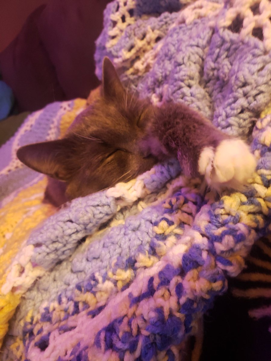 LWags94's tweet photo. Love our snuggles with mommy.
#catwttr #CatsOfTwitter #Caturday #catlover https://t.co/zvWOhXvLwp