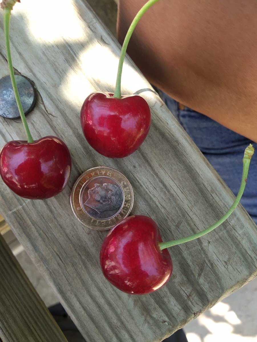 avaliozkaya's tweet photo. Gastronomi Şehri Afyonkarahisar'ın bu alandaki marka değerini artırmak için önemli bir çalışma daha hayata geçirildi. 
İlimizin marka değeri yüksek aroması, renk ve koku olarak benzeri bulunmayan dünyaca ünlü Sultandağı Kirazımız coğrafi işaret alarak tescillendi. 
Hayırlı olsun https://t.co/bwYpjVR0xj